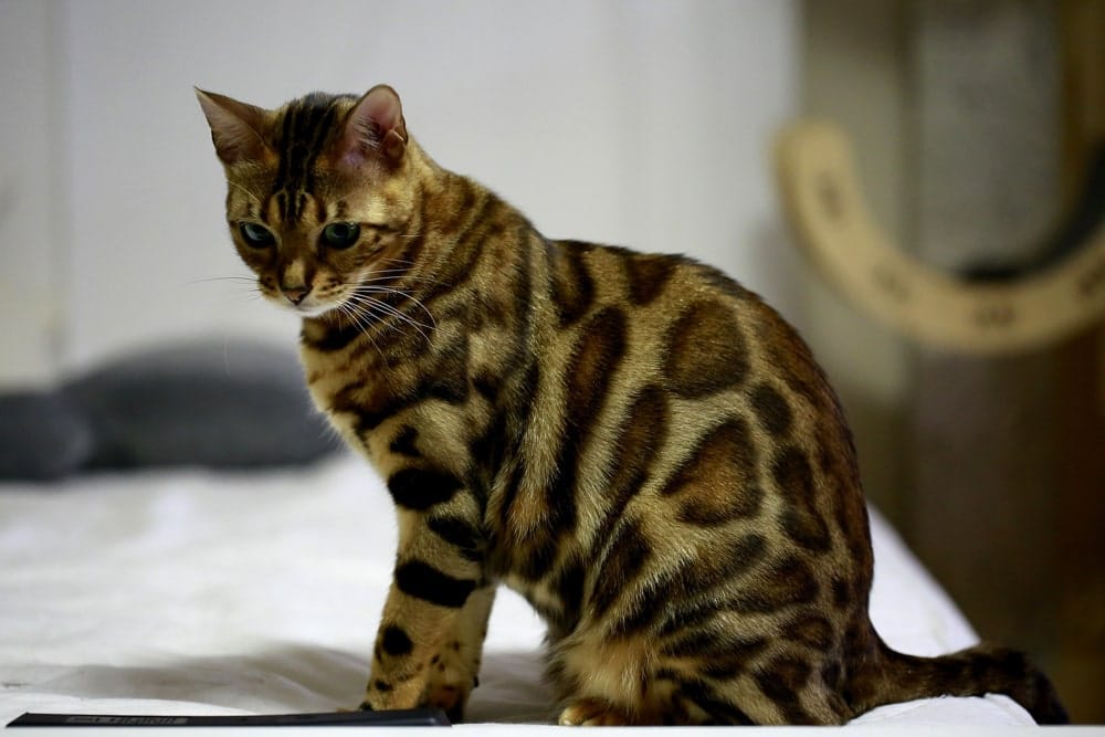 Bengalí