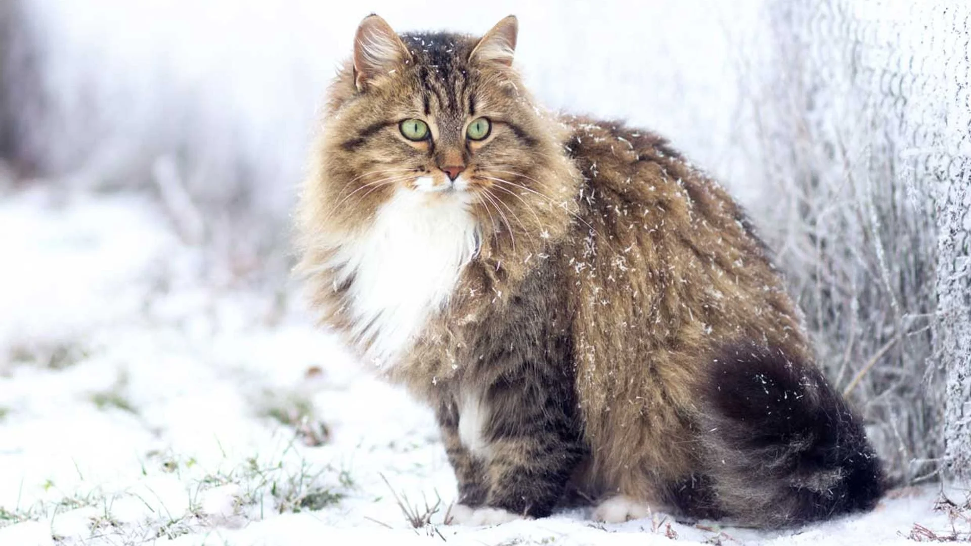Siberiano