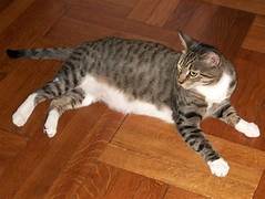Domestico color gris