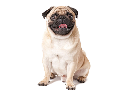 Pug