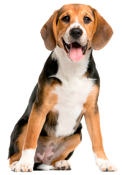 Beagle