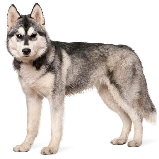 Husky siberiano