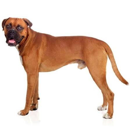 Boxer 