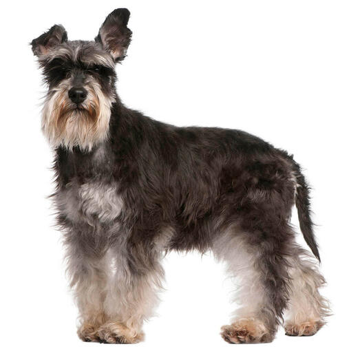 Schnauzer Miniatura